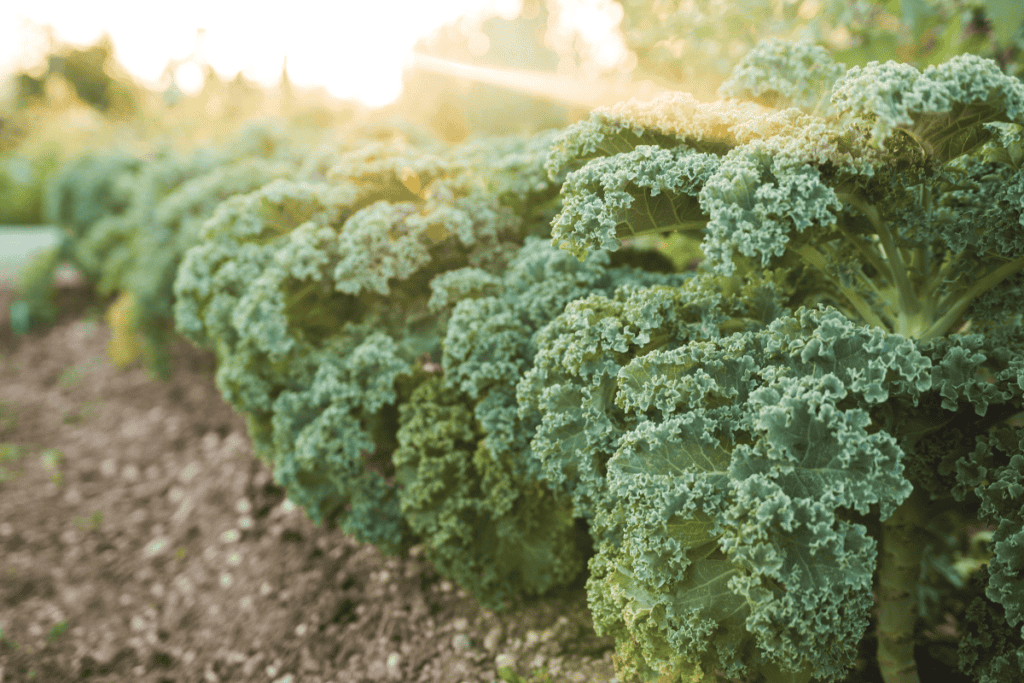 How to Plant Kale Seeds: