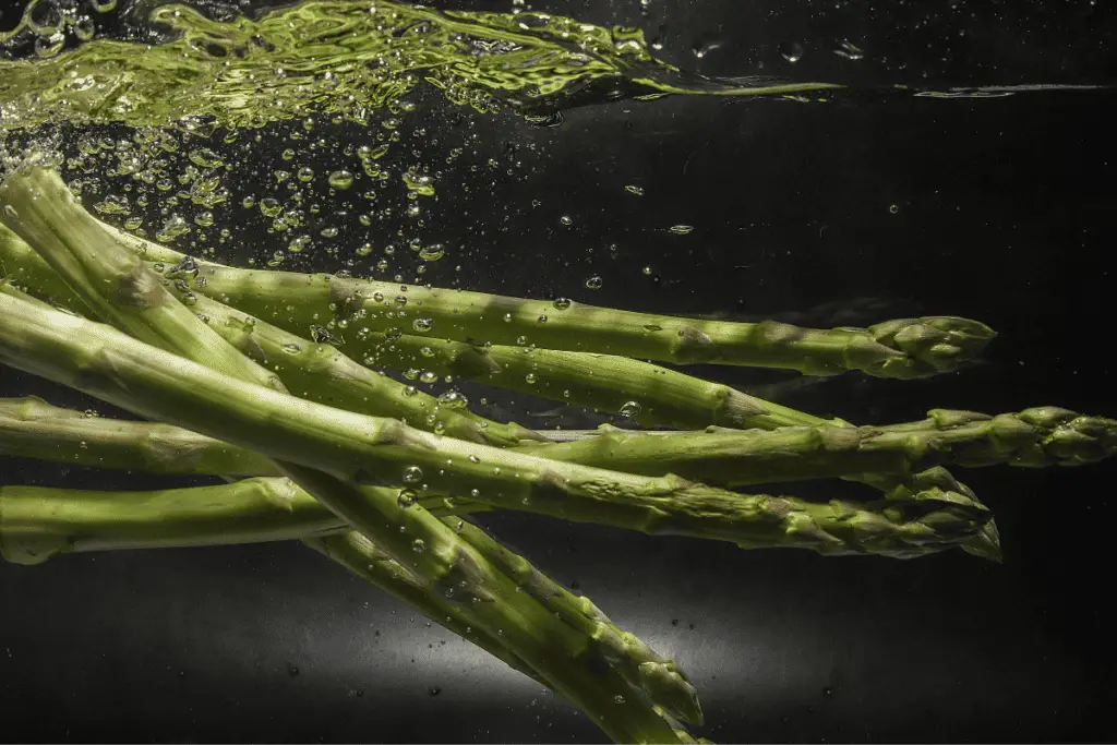 Growing asparagus in water