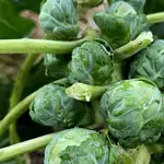 Mastering Brussels Sprouts Cultivation