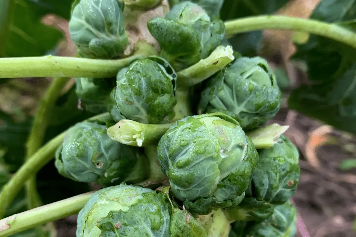 Mastering Brussels Sprouts Cultivation