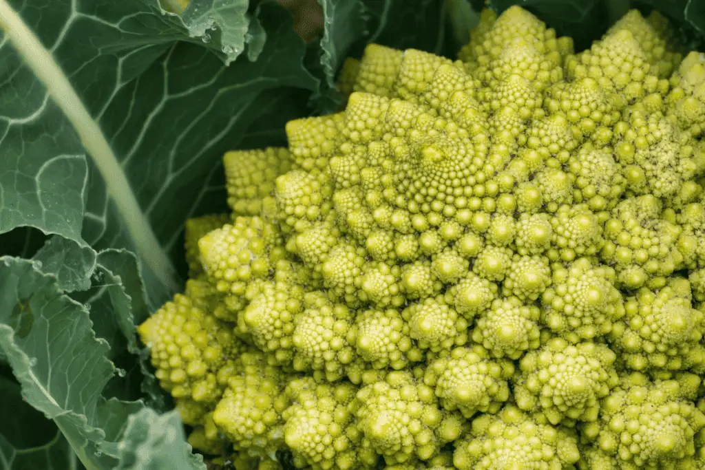 How to Plant Cauliflower Seeds