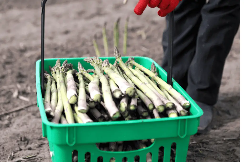 Growing Asparagus in a Container