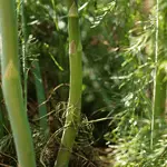 How to Grow Asparagus 