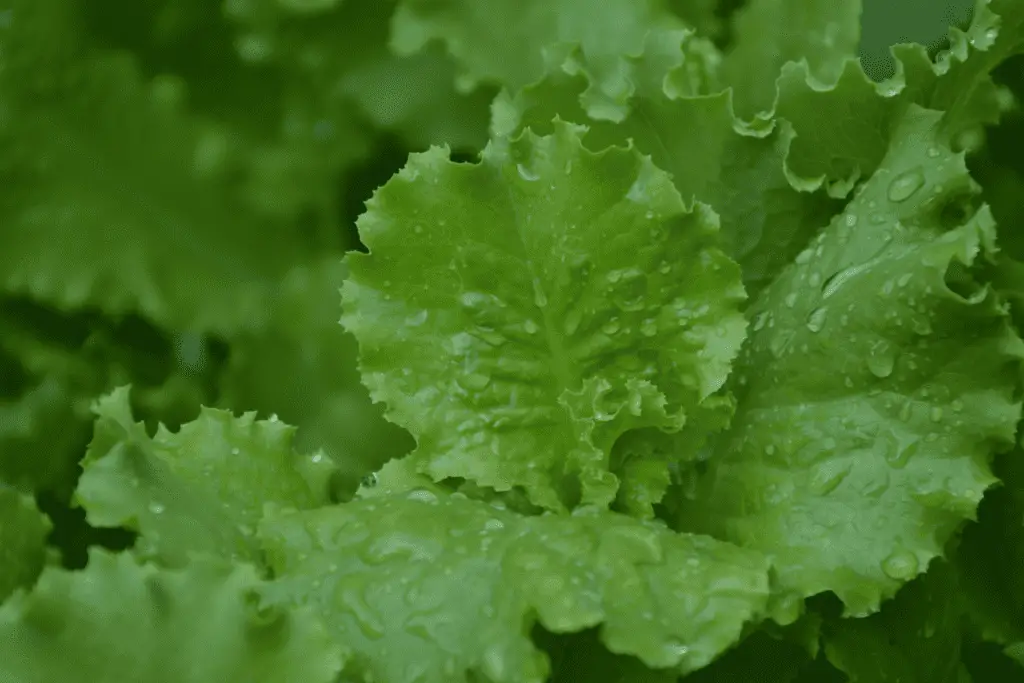 How to Plant Lettuce Seeds for Maximum Germination