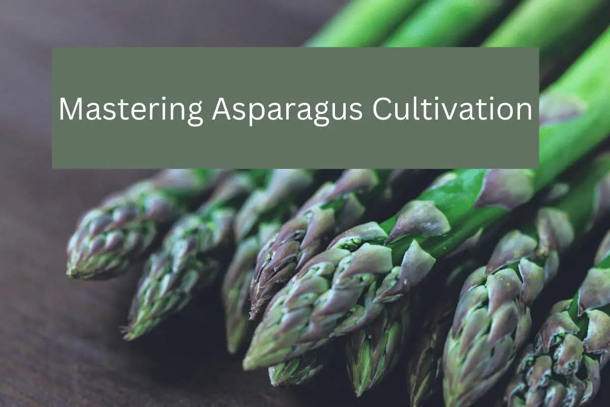 Mastering Asparagus Cultivation for Bountiful Harvests