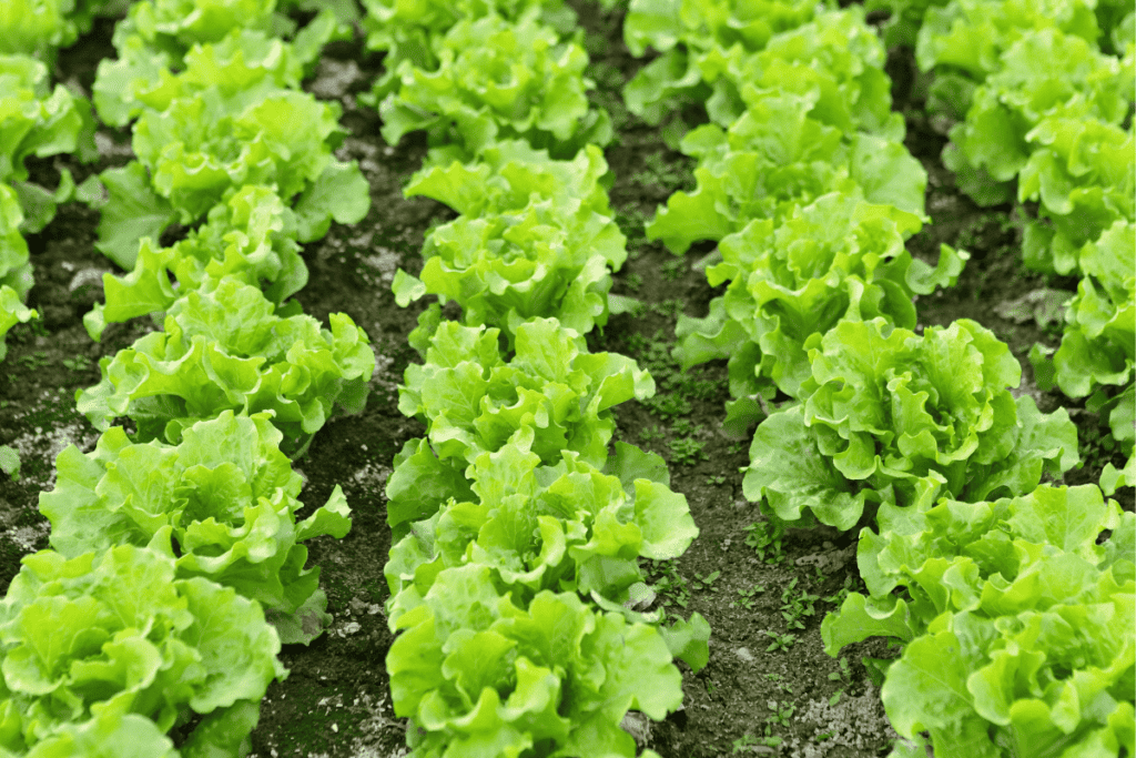 How to Plant Lettuce Seeds for Maximum Germination