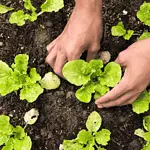 What Types of Lettuces Can You Grow?