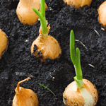 How to Plant Onion Seeds