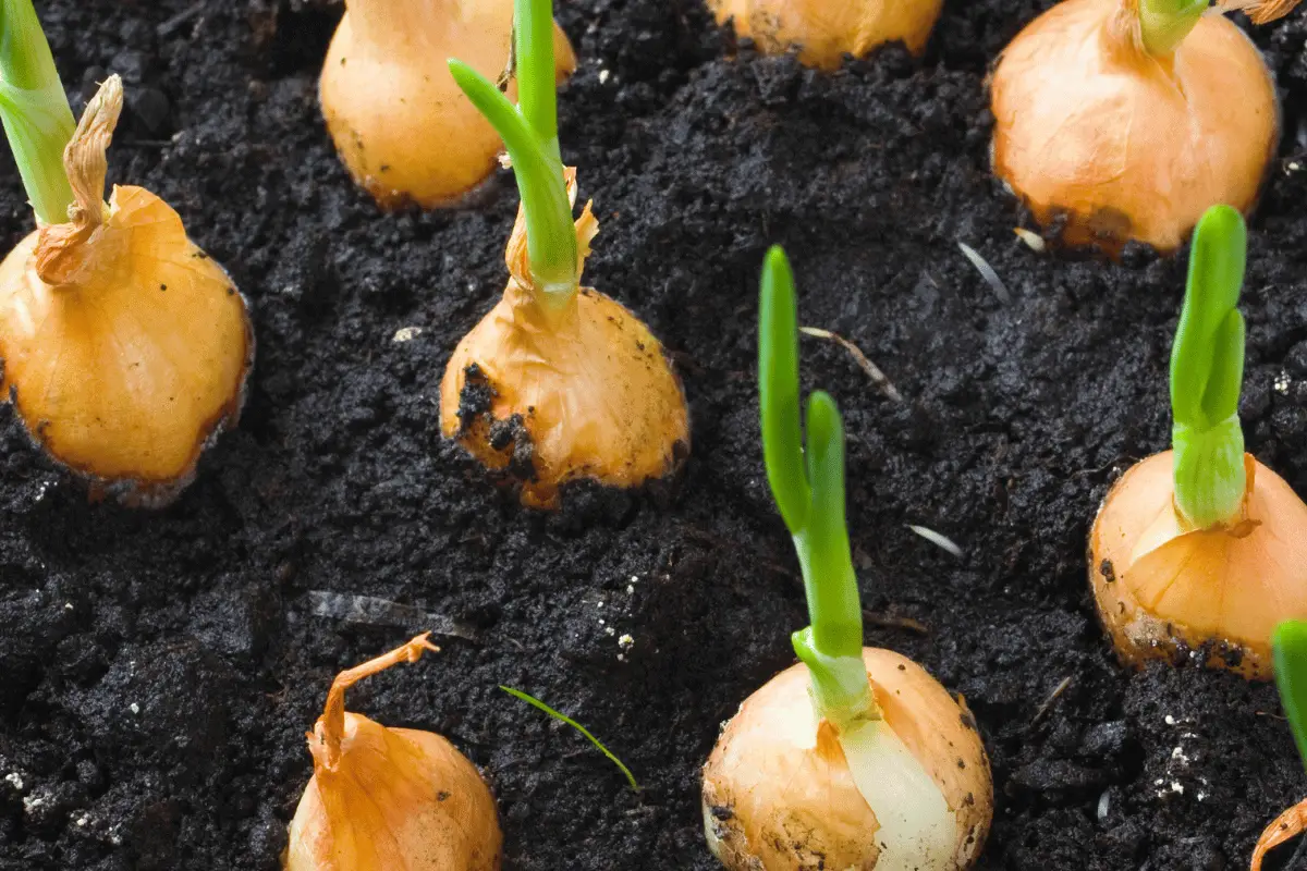 How to Plant Onion Seeds for Maximum Germination
