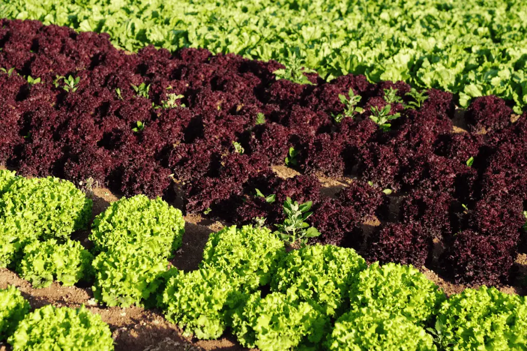What Types of Lettuces Can You Grow?